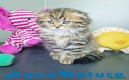 Scottish Fold gatos en venta: Scottish Fold Longhair Macho 7726 AQUANATURA - Imagen 2