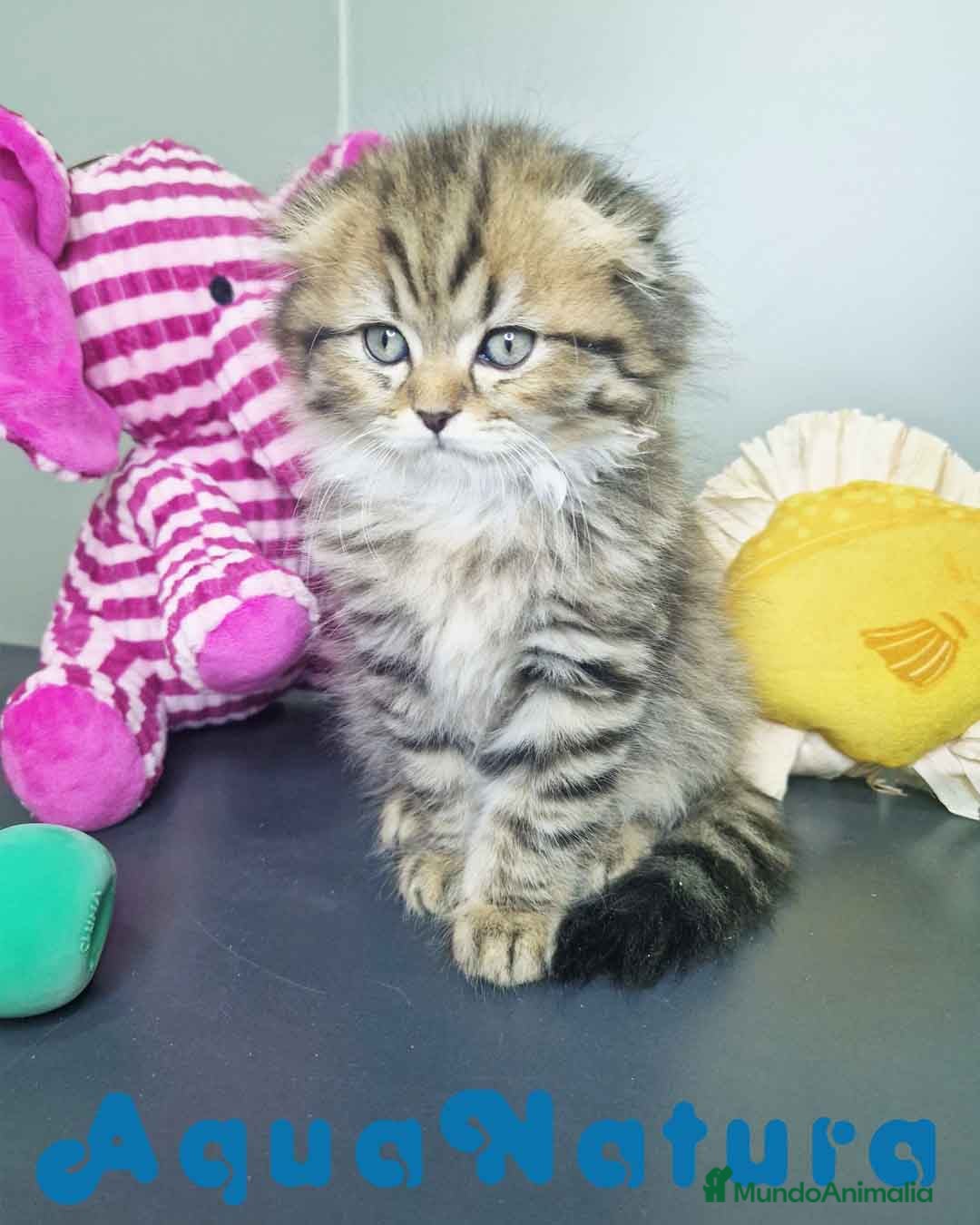 Scottish Fold gatos en venta: Scottish Fold Longhair Macho 7726 AQUANATURA - Imagen 2