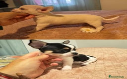 Chihuahua perros en venta: CHIHUAHUAS MINIS TOYS - Imagen 1
