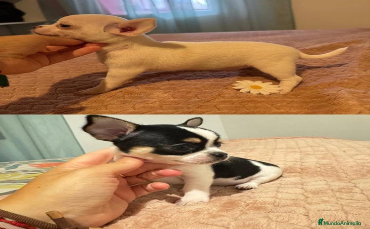 Chihuahua perros - Anuncio 1