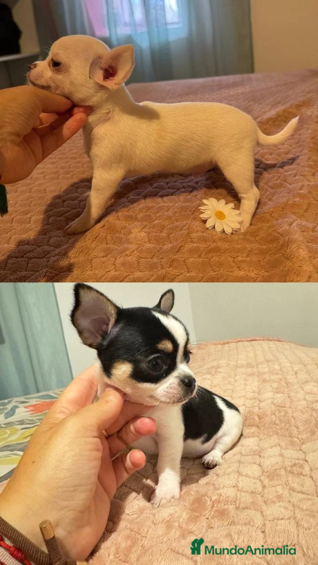 Chihuahua perros en venta: CHIHUAHUAS MINIS TOYS - Imagen 1