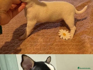 Chihuahua perros - Anuncio 2