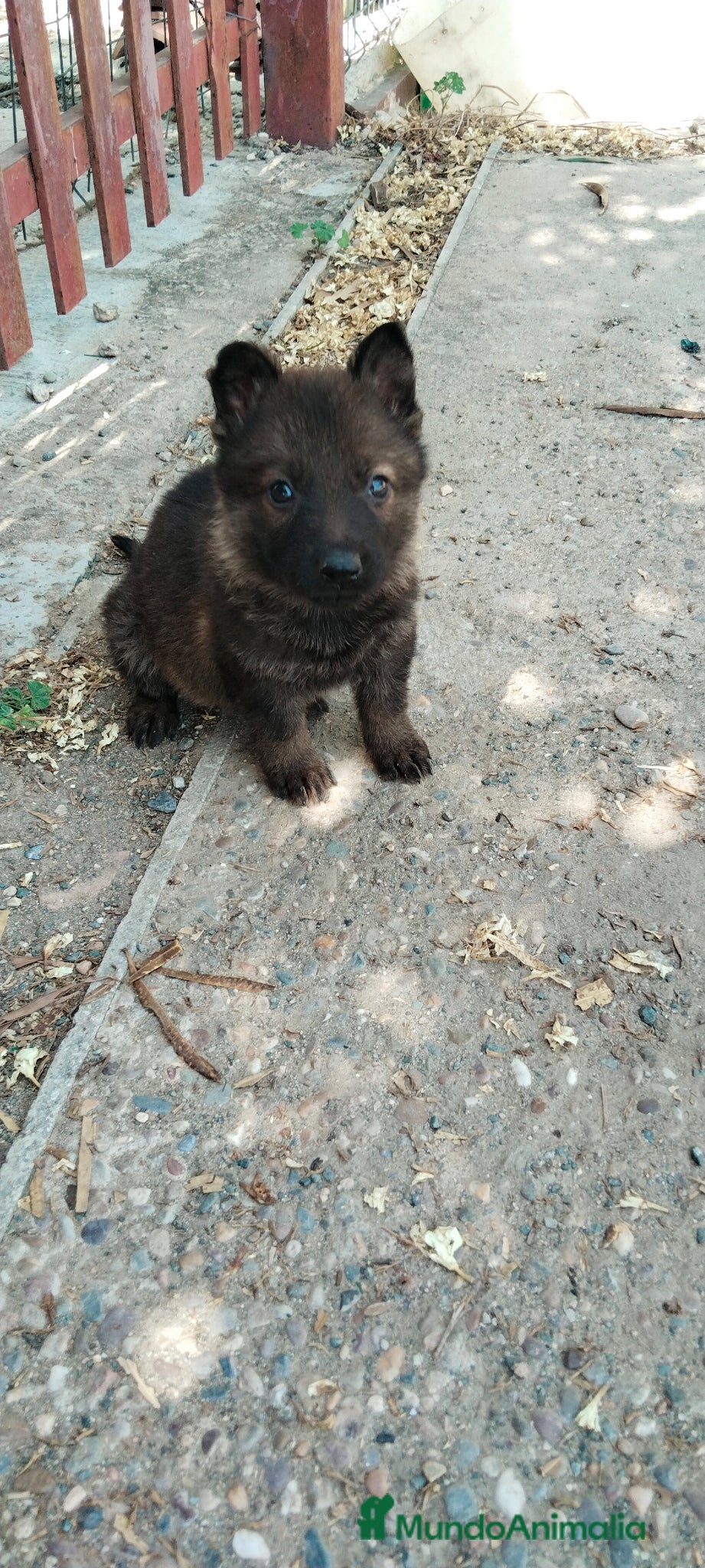Pastor Alemán perros Pastores alemánes linea de trabajo de calidad  - Anuncio 18