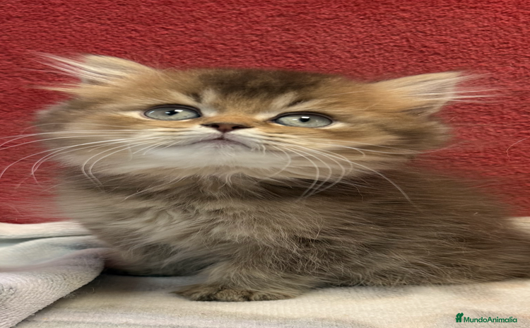 Británico de Pelo Largo gatos - Anuncio 2