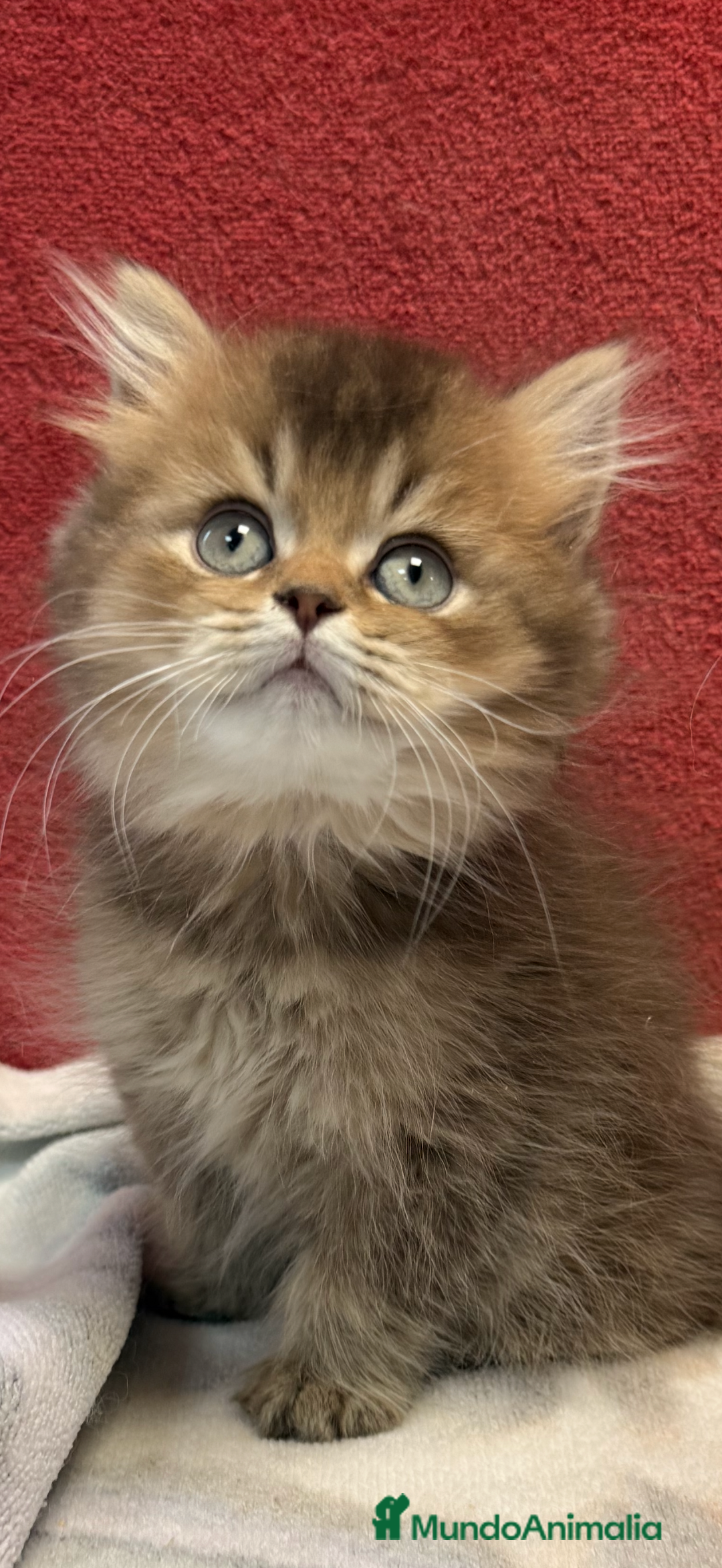 Británico de Pelo Largo gatos en venta: Monísimo British Golden de ojos verdes - Imagen 1
