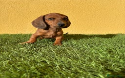 Teckel Miniatura perros en venta: Macho Teckel Miniatura merle chocolate diluido - Imagen 17