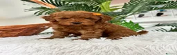 Caniche Toy perros en venta: CANCIHE ROJO - Anuncio 28