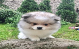 Pomerania perros en venta: Cachorros de Pomerania  - Imagen 5