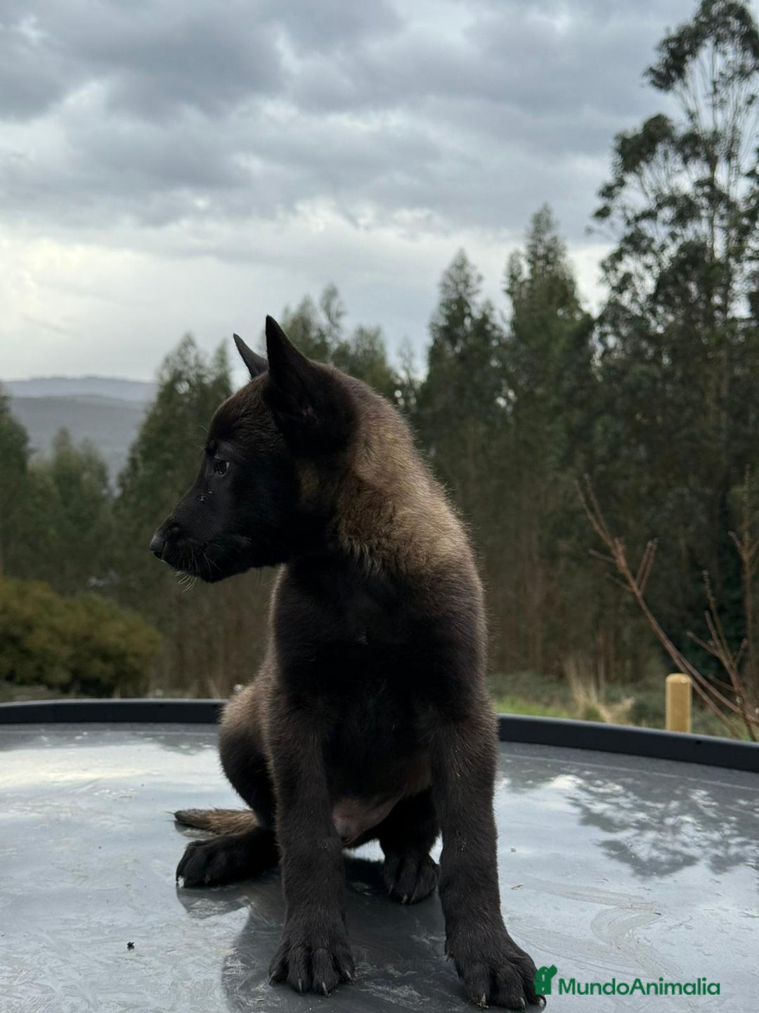 Pastor Belga Malinois perros en venta: Excelente camada de pastor belga malinois - Anuncio 3