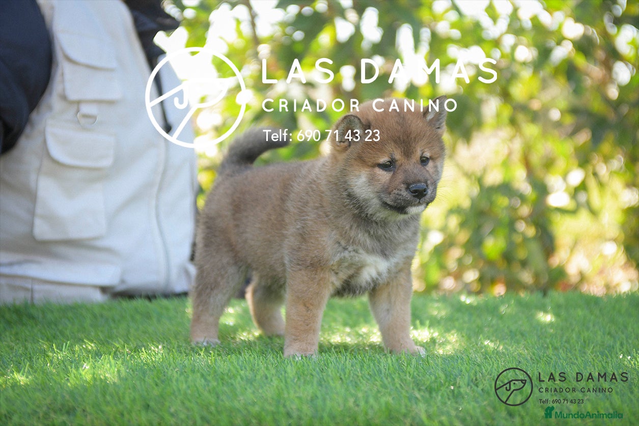 Shiba Inu perros en venta: SHIBA INU PRÓXIMA CAMADA - Anuncio 3