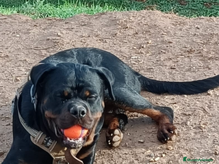 Rottweiler perros Venta Rottweiler joven en Barcelona - Anuncio 12