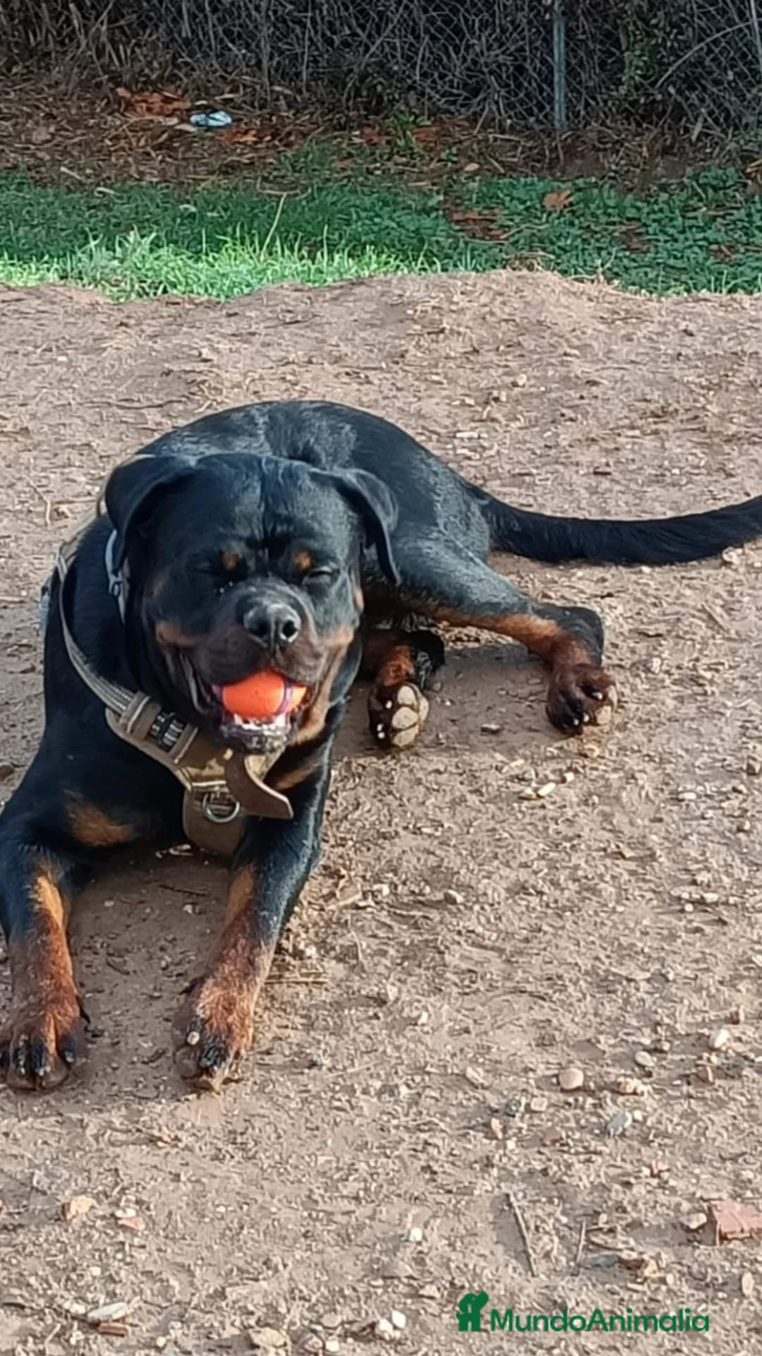 Rottweiler perros en venta: Venta Rottweiler joven  en Barcelona - Anuncio 1