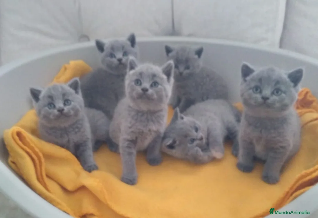 Británico de Pelo Corto Azul gatos en venta: British Shorthair  en Cádiz - Anuncio 2