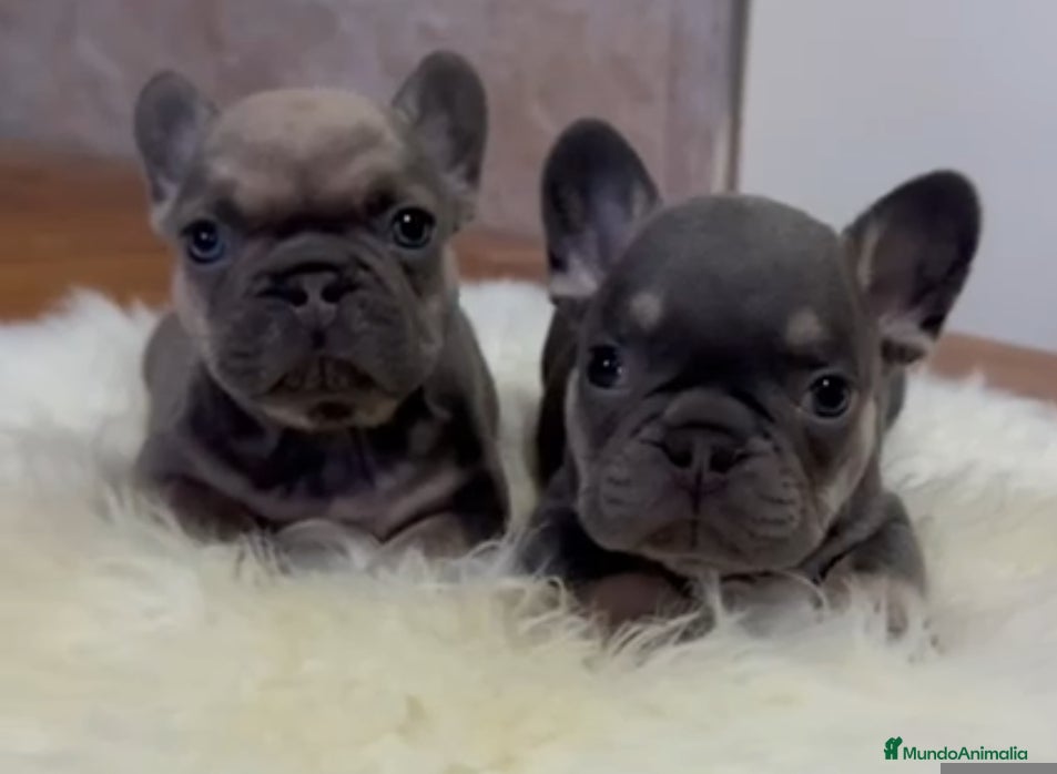 Bulldog Francés perros Bulldog francés  - Anuncio 19