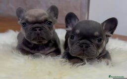 Bulldog Francés perros en venta: Bulldog francés  - Imagen 1