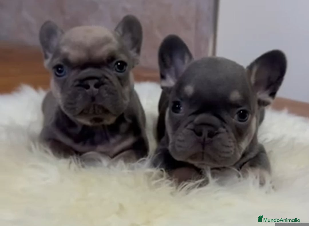 Bulldog Francés perros en venta: Bulldog francés  - Imagen 1