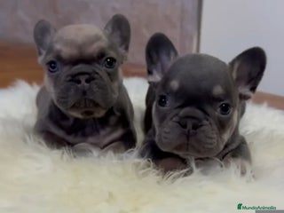Bulldog Francés perros - Anuncio 8