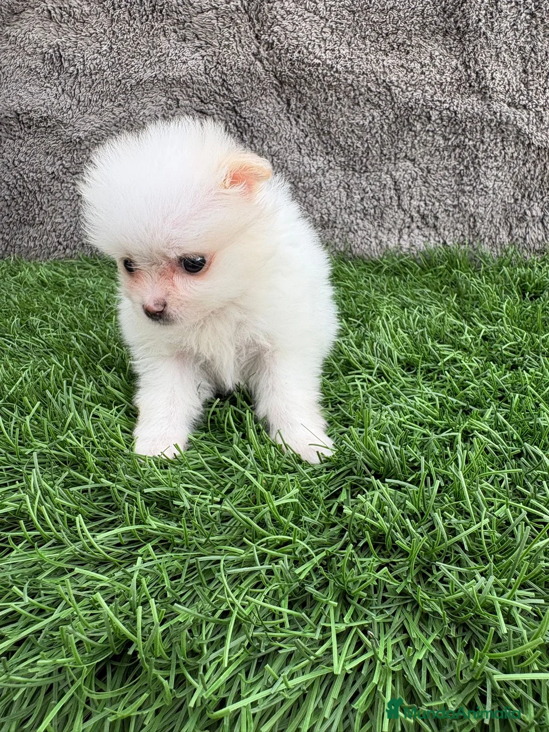 Pomerania perros en venta: Hembra mini toy lulu Pomerania blanca naranja  - Anuncio 14