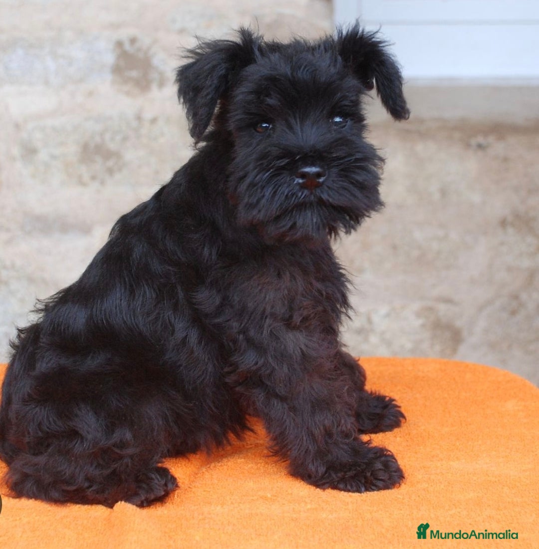 Schnauzer Miniatura perros en venta: Schnauzer mini - Anuncio 1
