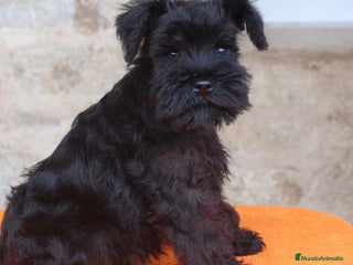 Schnauzer Miniatura perros Schnauzer mini - Anuncio 1