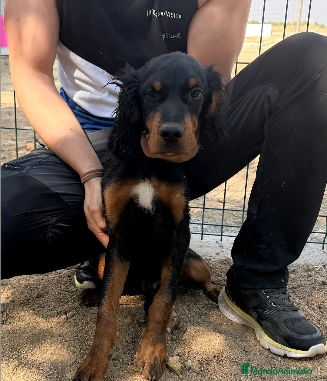 Setter Gordon perros en venta: SETTER GORDON, EXCELENTES - Anuncio 3