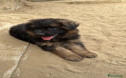 Pastor Alemán perros en venta: CACHORROS DE PASTOR ALEMÁN  - Imagen 10