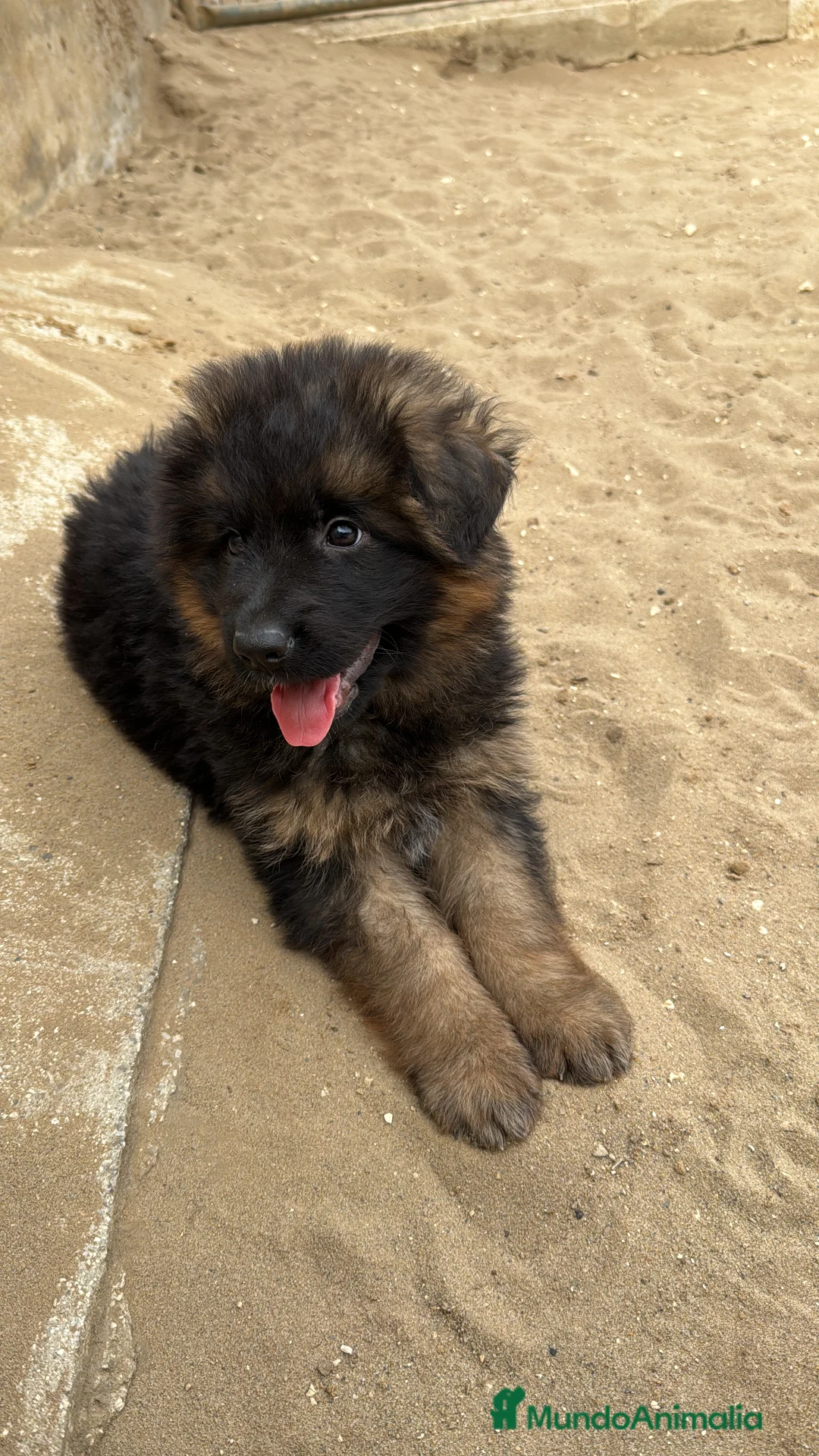 Pastor Alemán perros en venta: CACHORROS DE PASTOR ALEMÁN  - Anuncio 10