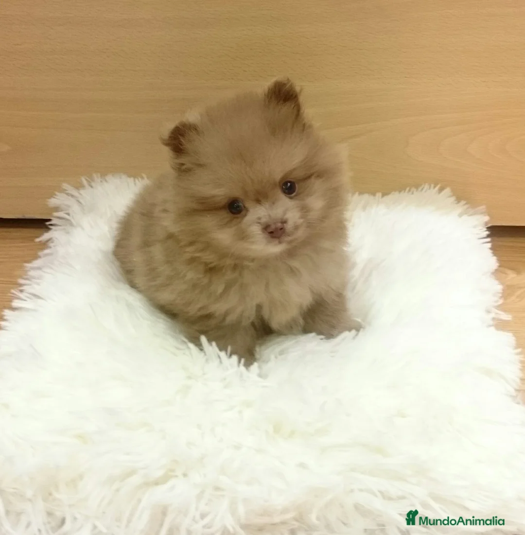 Pomerania perros en venta: Lulú de Pomerania preciosos en Barcelona - Anuncio 6