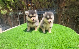 Pomerania perros en venta: Pomerania machos  - Imagen 3
