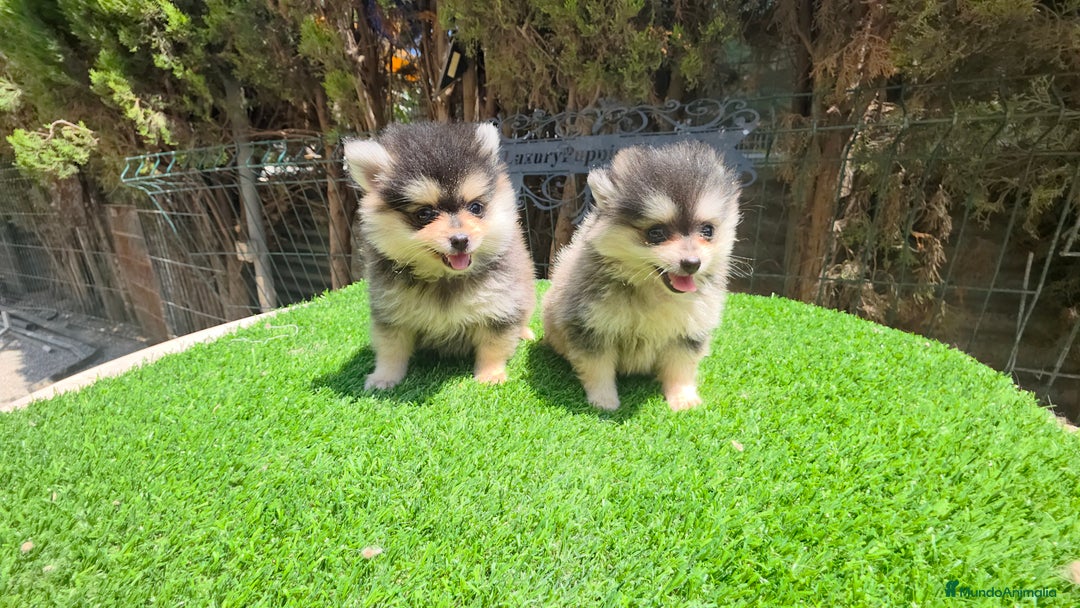 Pomerania perros en venta: Pomerania machos  - Imagen 3