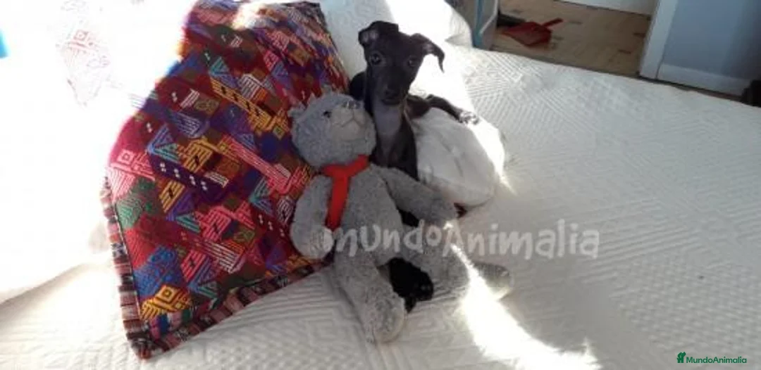 Imagen de galería {{count}}