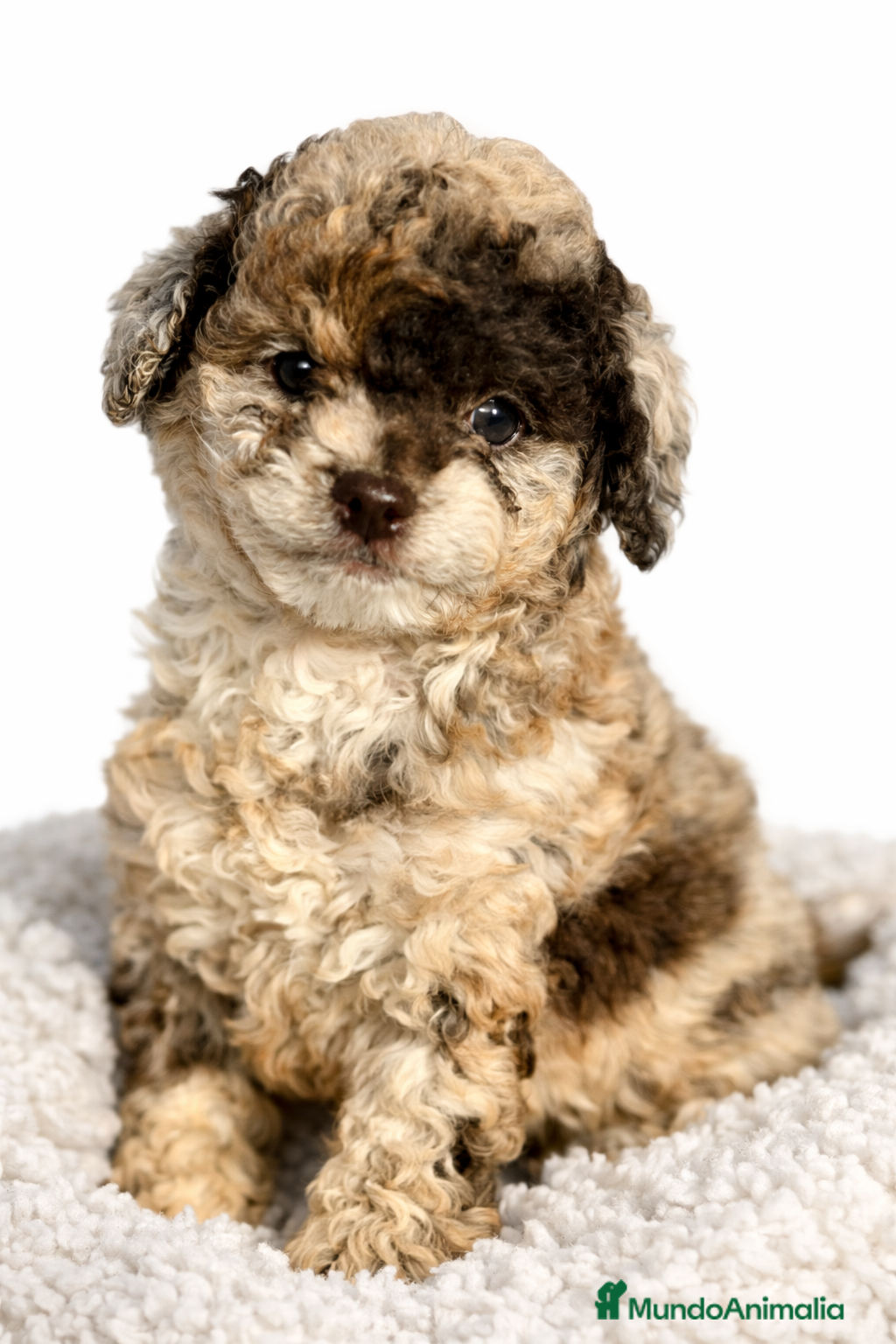 Caniche Toy perros Caniche Merle chocolate  - Anuncio 2