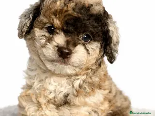 Caniche Toy perros Caniche Merle chocolate - Anuncio 2