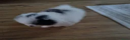 Pomerania perros en venta: Pomerania Toy macho  - Anuncio 2