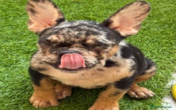 Bulldog Francés perros en venta: Hembra Black an tan Merle  - Imagen 4