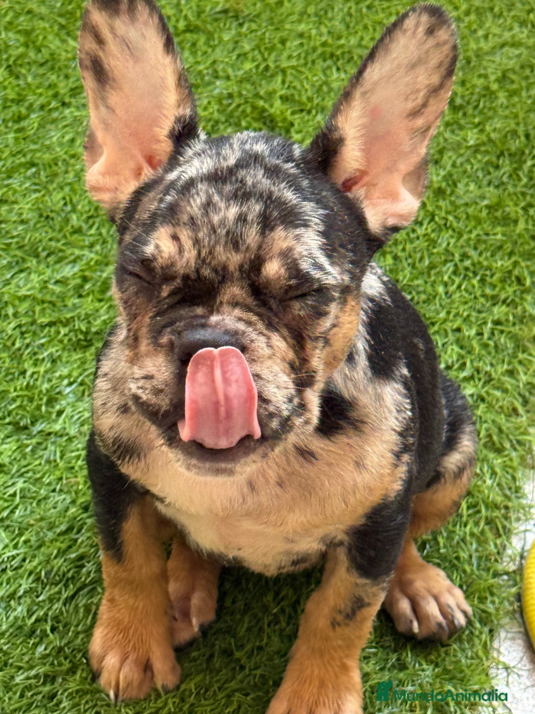 Bulldog Francés perros en venta: Hembra Black an tan Merle  - Imagen 4