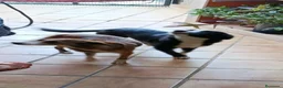 Border Collie perros en adopcion: Precisas perritas  - Anuncio 1