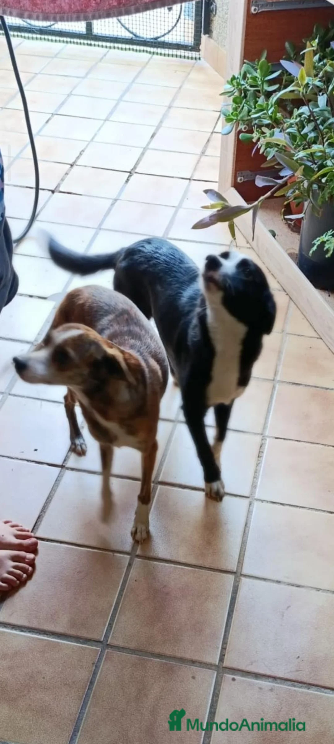 Border Collie perros en adopcion: Precisas perritas  - Anuncio 1