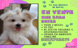 Bichón Maltés perros en venta: Camada de bichón maltés - Imagen 16