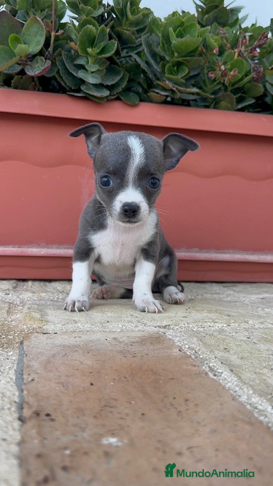 Chihuahua perros CHIHUAHUA BLUE HEMBRA - Anuncio 1