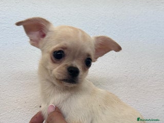 Chihuahua perros Chihuhuas - Anuncio 2