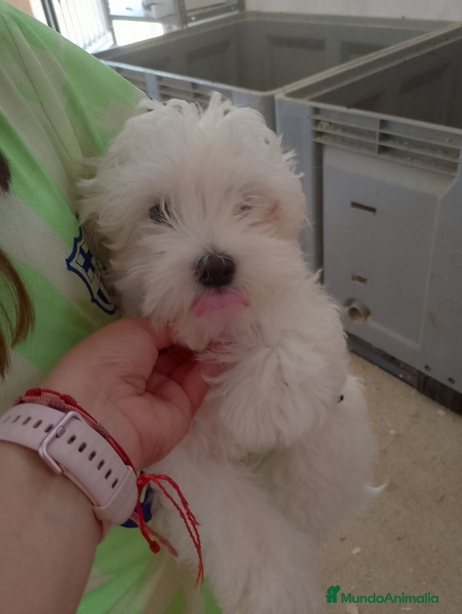 Bichón Maltés perros Bichón maltes  - Anuncio 10