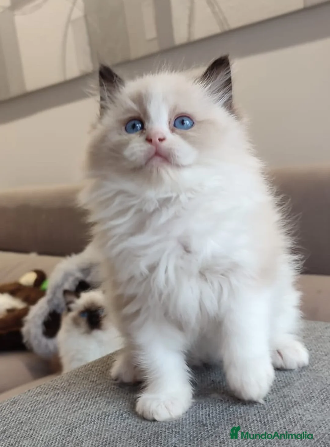 Ragdoll gatos en venta: Gatitos Ragdoll - Anuncio 9