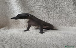 Pequeño Lebrel Italiano perros en venta: Pequeño lebrel Italiano Piccolo  - Imagen 2