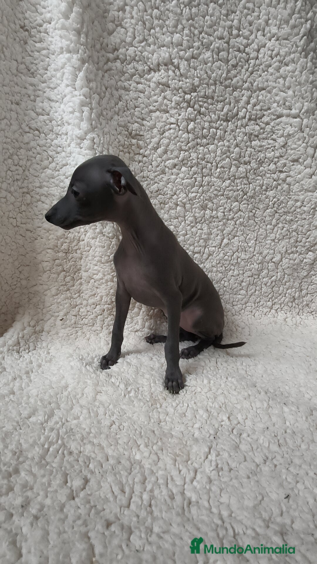 Pequeño Lebrel Italiano perros en venta: Pequeño lebrel Italiano Piccolo  - Imagen 2