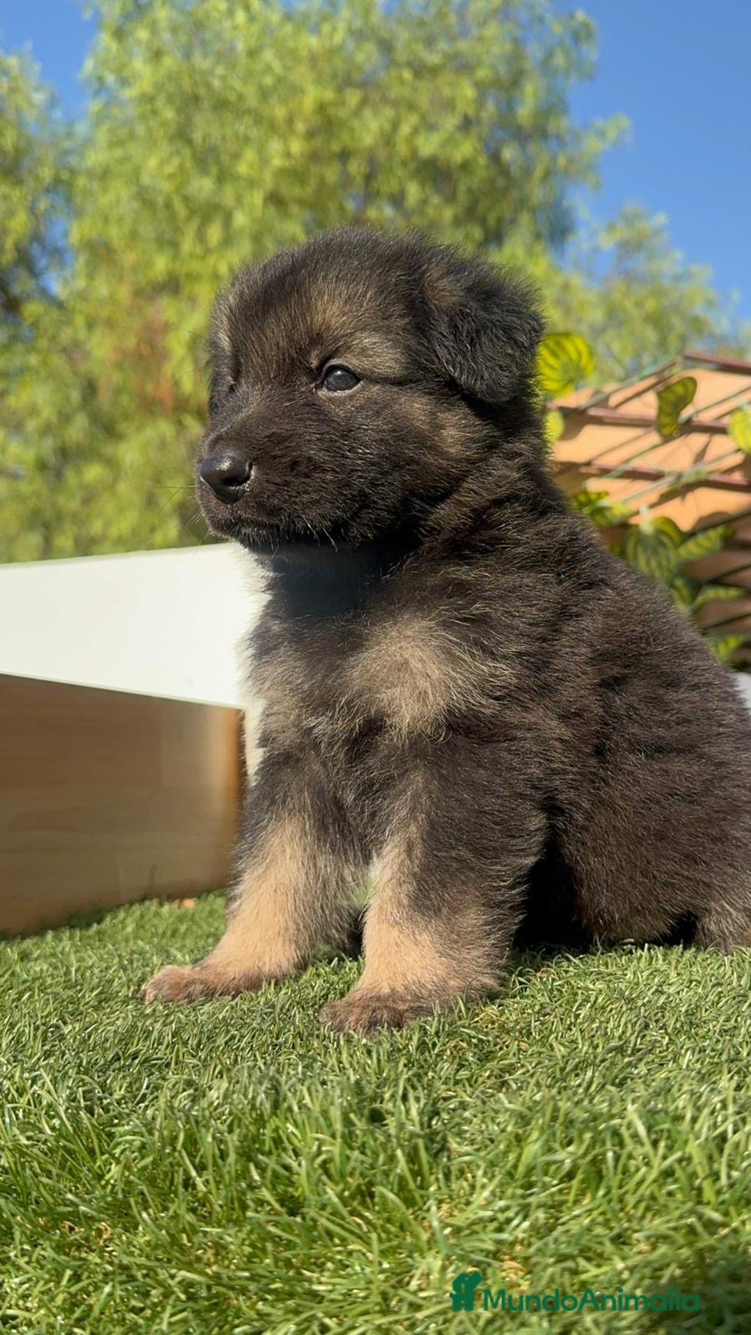 Pastor Alemán perros en venta: PASTOR ALEMÁN MACHO - Imagen 1
