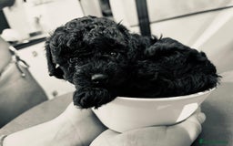 Caniche Toy perros en venta: Preciosa camada de caniche toy  - Imagen 3