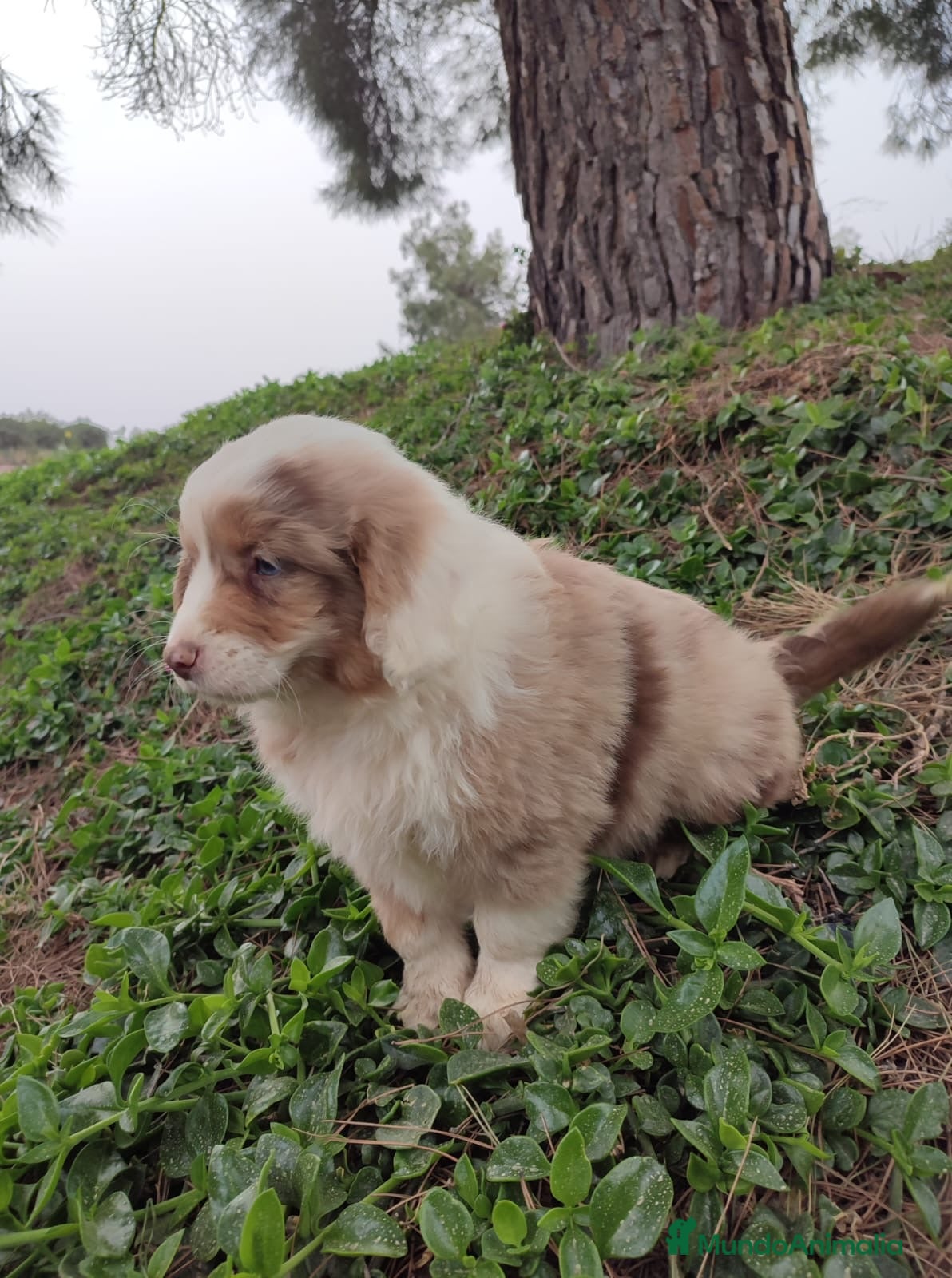 Pastor Miniatura Americano perros CACHORROS PASTOR AMERICANO MINIATURA - Anuncio 1