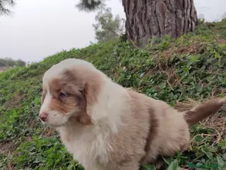 Pastor Miniatura Americano perros CACHORROS PASTOR AMERICANO MINIATURA - Anuncio 1