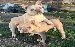 Bulldog Francés perros en venta: Bulldog francés  - Imagen 4